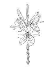 A coloring page for adults and children. A sprig of lily.