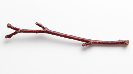 Obraz premium A thin, reddish-brown branch with small bumps and a few slightly larger ones.