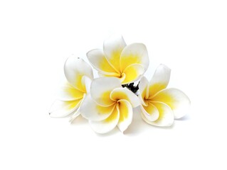 Fototapeta premium Beautiful frangipani flowers (plumeria alba) isolated on white background. Botanical photography for creative Design