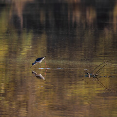 Black-winged Stilt Feeding in Shallow Water