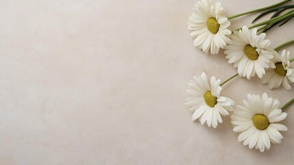 Obraz premium Beautiful daisies flowers with white petals in a botanical garden arrangement background