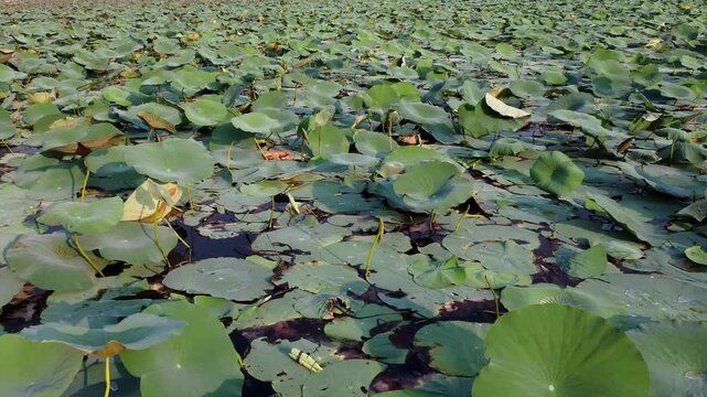 cinematic aerial view of a swam covered with aquatic plants