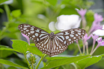 緑の葉にとまるアサギマダラの蝶