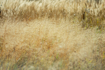  Dry meadow vegetation as an autumn background.