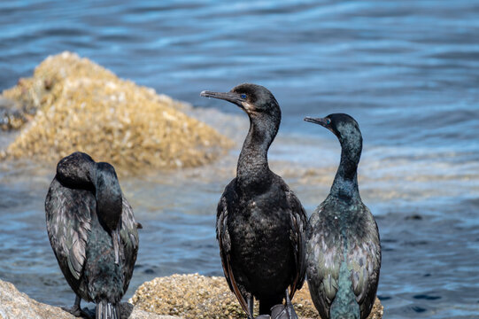 Three cormorants on an offshore rock