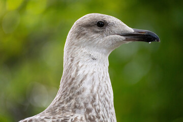 Close up of seagull