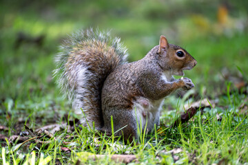 Grey squirrel eating in city park