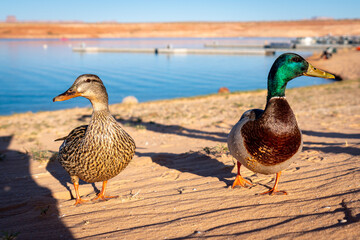 A Male and Female Duck on Shore at Wahweap Marina, Page, Arizona, USA