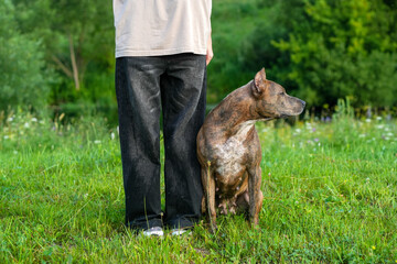 A girl with a dog on green grass. A girl and a pet St. Bernard. Male sitting. Walking with pet in dog park. Day time