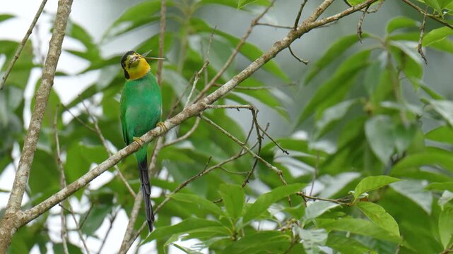 Long-tailed Broadbill (Psarisomus dalhousiae ) birds perched on a branch birdwatching in the forest.