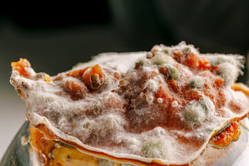 Detailed close-up image of mold on food, displaying vibrant colors and textures, illustrating the...
