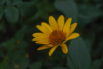 Golden flower closeup with green leaves