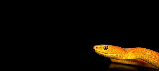 Yellow snake on a black background. The snake's head is covered with scales. Dragon