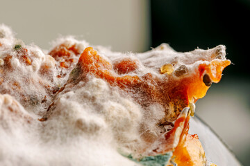 Detailed close-up image of mold on food, displaying vibrant colors and textures, illustrating the...