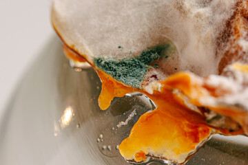 Detailed close-up image of mold on food, displaying vibrant colors and textures, illustrating the...