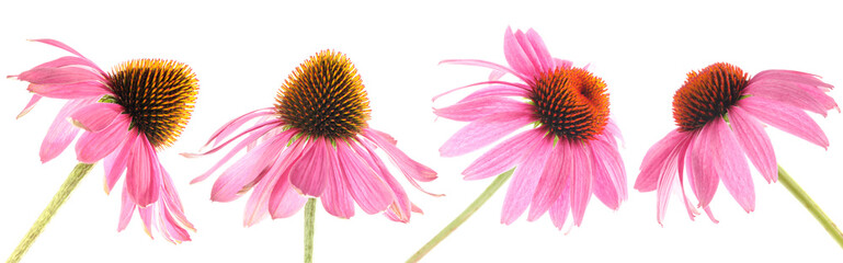 Pink Echinacea flowers isolated on white, set