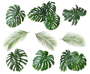 Green leaves of tropical plants isolated on white, set. Bright foliage of palm tree and monstera