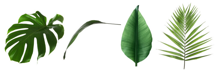 Green leaves of tropical plants isolated on white, set. Bright foliage
