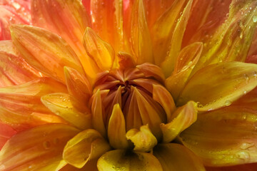 Obraz premium Vibrant dahlia flower in orange and yellow tones with fresh water droplets on its petals in macro detail. 