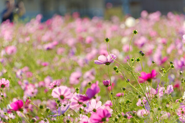 Obraz premium 秋の陽射しに染まるピンク色のコスモス畑