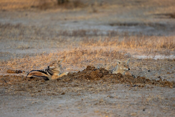 a pair of black backed jackals resting in a rhino midden