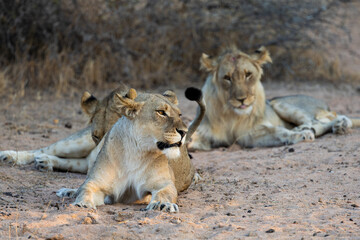 a lioness with her two sub-adult male cubs