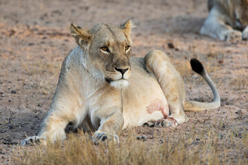 a close-up of a lioness