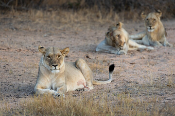 a lioness with her two sub-adult male cubs