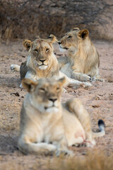 a lioness with her two sub-adult male cubs