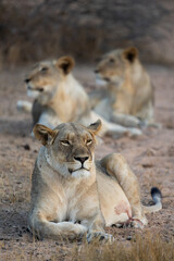 a lioness with her two sub-adult male cubs