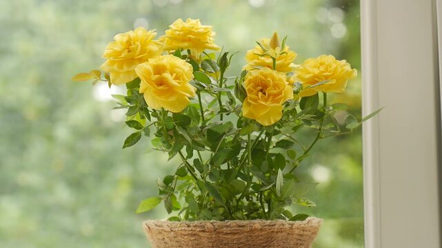 Miniature yellow rose bush withering and then blooming back to life on a window sill.