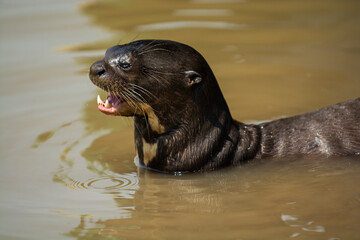 Giant river otter ,Pteronura brasiliensis, Endangered specie,Cuiabá River,Pantanal, Mato Grosso, Brazil