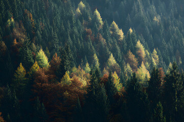 Exploring the Majestic Beaty and Vibrant Colors of Frests in Autumn: A Seasona Journey Through Nature's emarkable Transformation ad Enchanting Landscapes