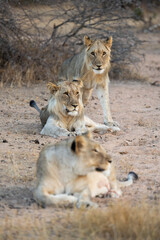 a lioness with her two sub-adult male cubs