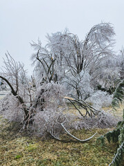 Wide view of several trees severely damaged after an ice storm. Branches bent and split under the weight of the thick ice.