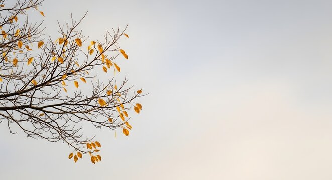 A tree branch with vibrant autumn leaves against a bright gray sky, showing a serene natural background with ample copy space for design and text