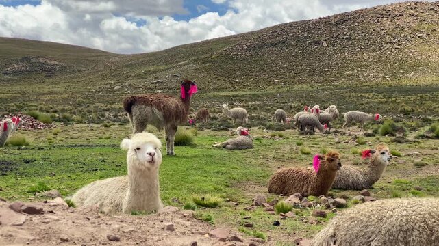 The heard of llamas on the Altiplano, Arequipa, Peru