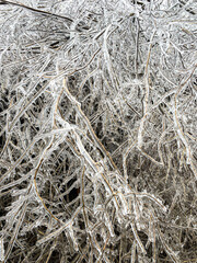 Dense cluster of frozen branches after ice storm