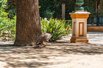 A peacock and its young walking through the gardens of the Real Alcazar de Sevilla, in Seville,...