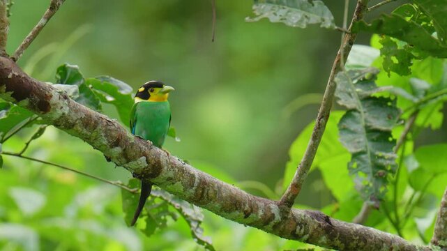 Long-tailed Broadbill (Psarisomus dalhousiae ) birds perched on a branch birdwatching in the forest.