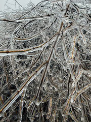 Ice-covered branches weighed down after freezing rain
