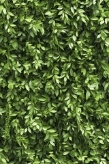 Lush green leaves create a dense, cascading vertical garden pattern with delicate tendrils and small seed pods.