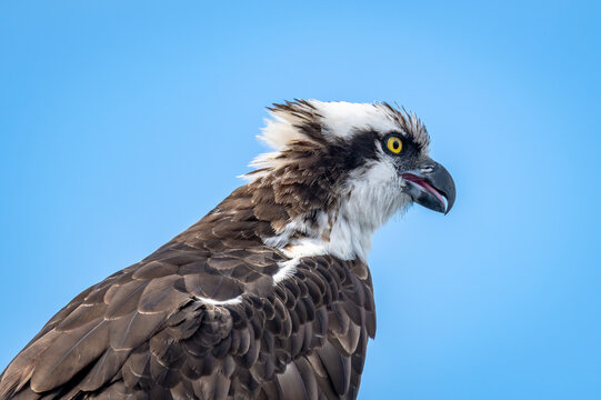 Osprey's tongue is out