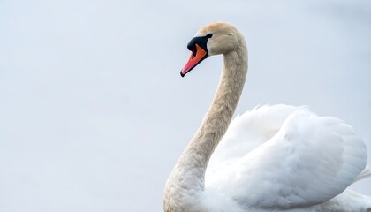 Close-up profile of a graceful swan