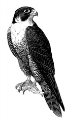 Detailed black and white illustration of a peregrine falcon, showcasing intricate feather details and a regal pose.