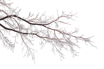 Frozen branch covered with snow isolated on white background