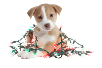  cute puppy tangled in colorful string lights v