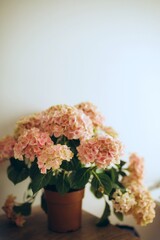 Beautiful Pink Hydrangea Plant on Wooden Table Indoors