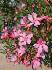 pink flowers in the garden 