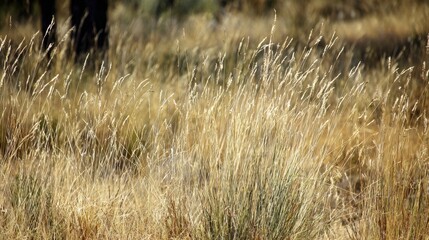 Fototapeta premium Golden Grasses in Natural Landscape under Bright Summer Sunlight